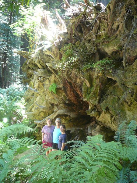 Mary, Vanessa, and Ellie By a Redwood Root Ball