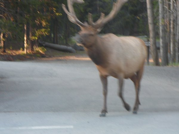 Bull Elk Crossing...