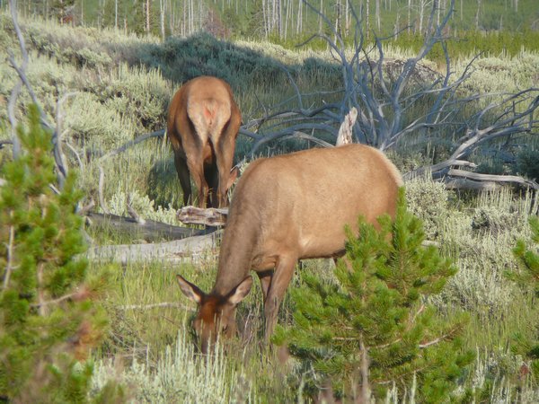 More Elk