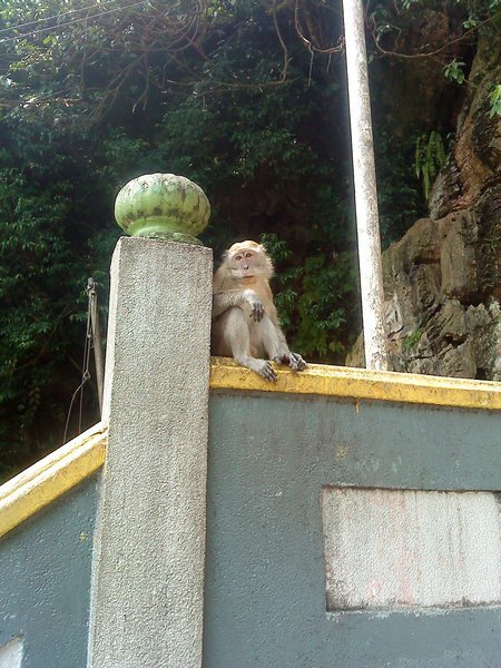 Randmon monkey with mostache