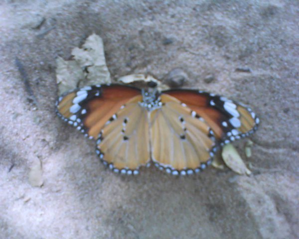 dead butterfly