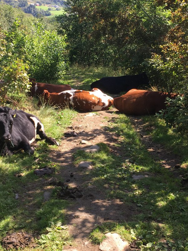 Cows blocking trail