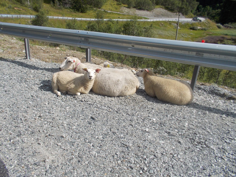 Road sheep