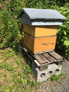 Bee hive