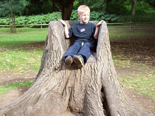 Tree chair