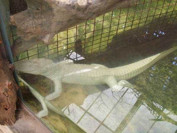 Albino croc