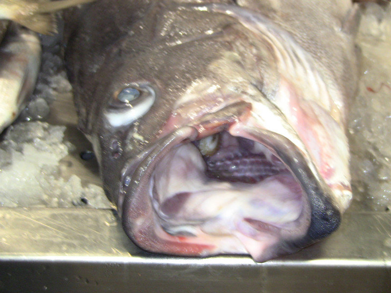 Giant fish head