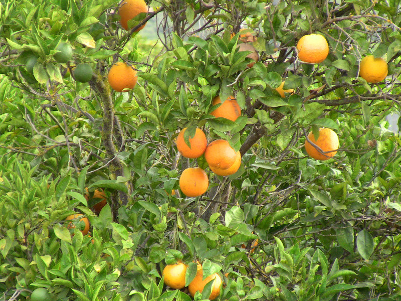 Orange tree.