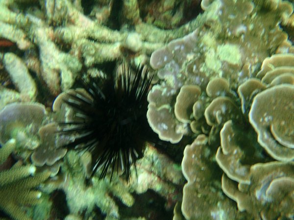 Spiny urchin