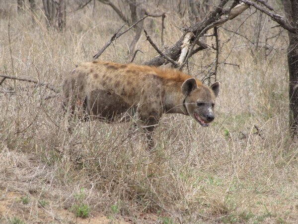 Hyena on the side of the road