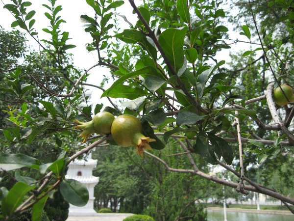 Pomegranate (?) tree