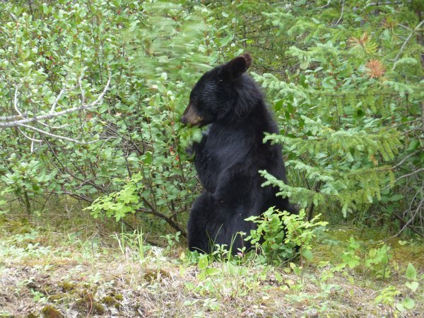 Juvenile Black Bear