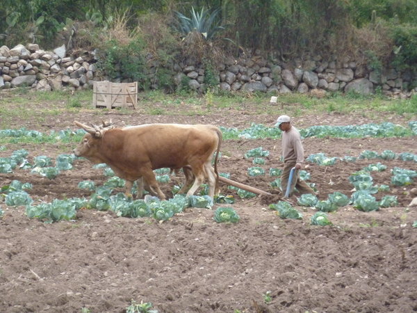 Farming Peru Style