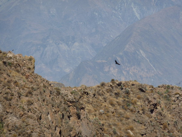 Condor over Colca