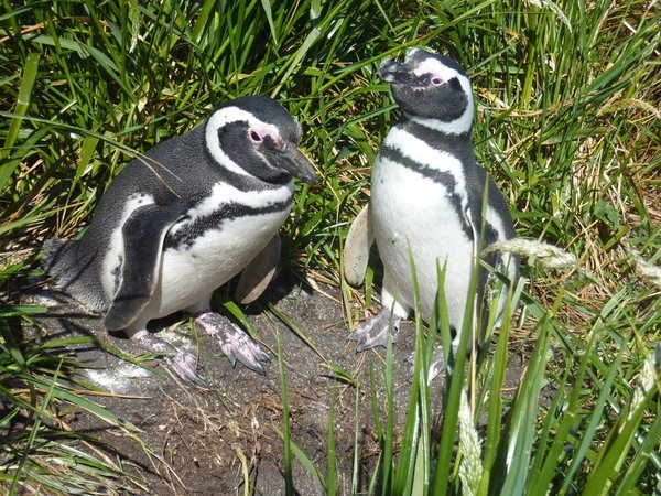 Magallan Penguins