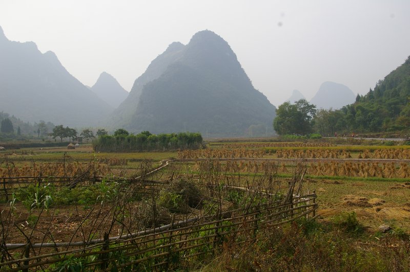 Rice fields in Guangxi Province