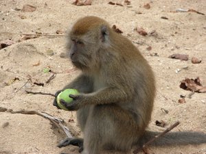 Monkey with Mango