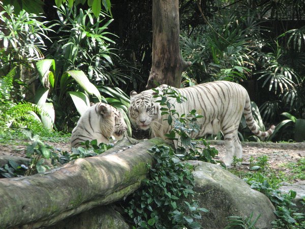 White Tigers - Singapore Zoo