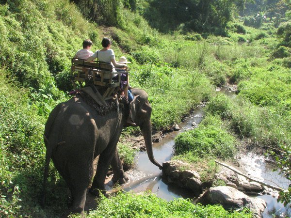 Elephant by a Creek