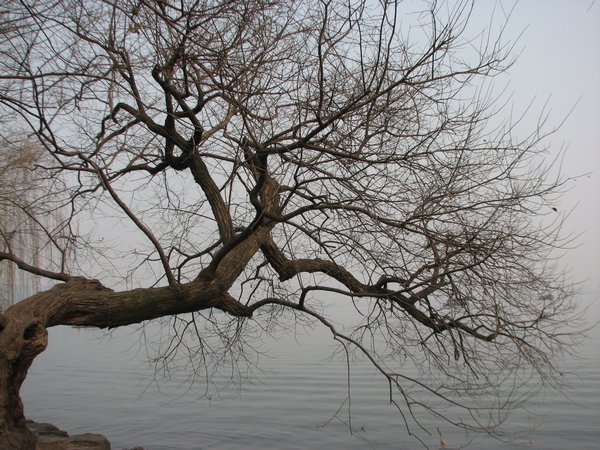 Tree by West Lake