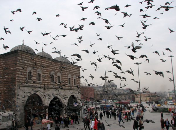 Pigeons Outside a Mosque