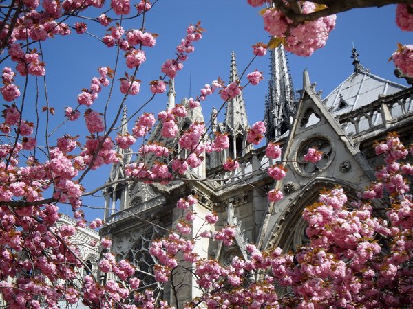 Blossoms and Notre Dame