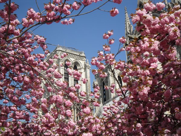 Blossoms and Notre Dame