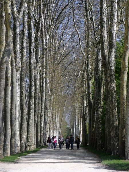 Wooded Walk - Versailles
