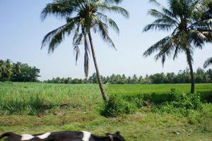 Countryside Outside of Mysore