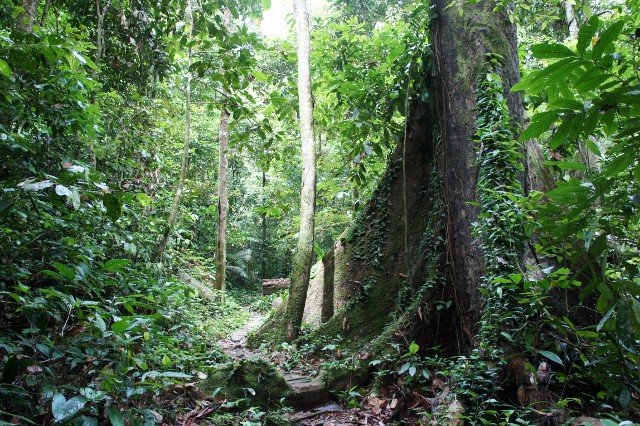 Rainforest Tangles