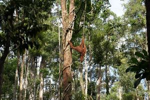 Orangutan in the Trees