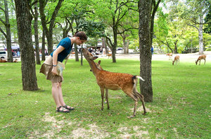 The bowing deer of Nara, 1