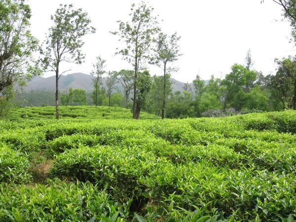 Tea Plantation - Madikeri