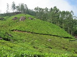 Tea Plantation - munnar or madikeri
