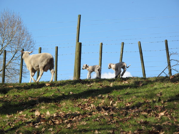 Lambies!