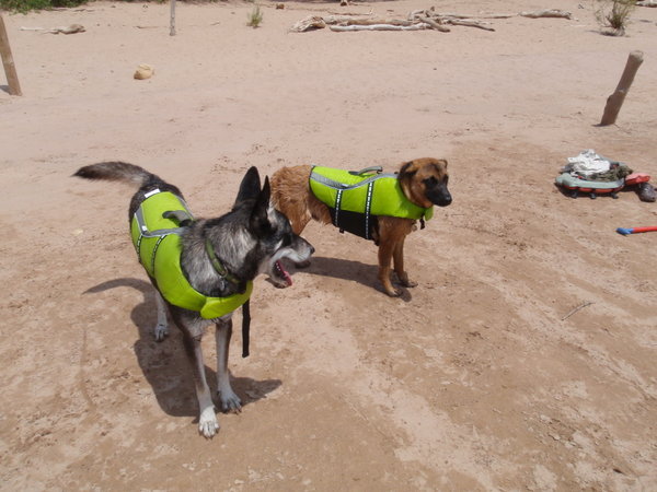 Adventure dogs 