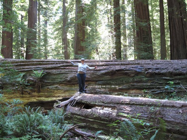 Karankawa on Fallen Tree-Humboldt