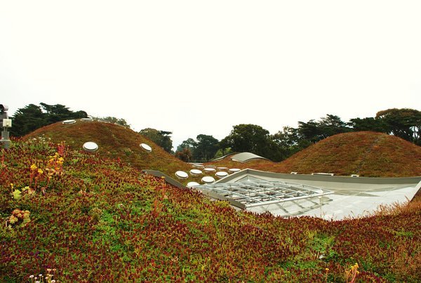 The "Living Roof"