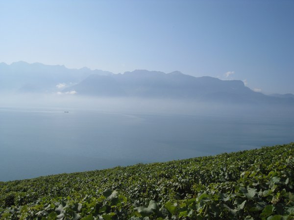 The Swiss Alps beyond Lake Geneve & the vines