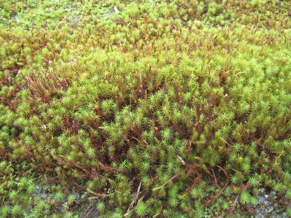 Moss that is used as grass in Japanese gardens