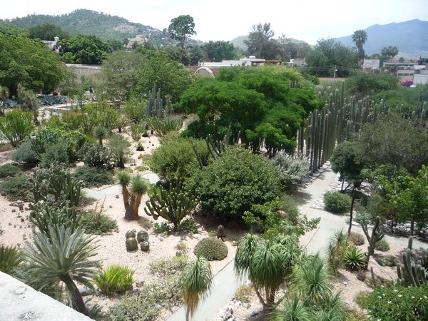 The Botanical gardens - mucho cactus