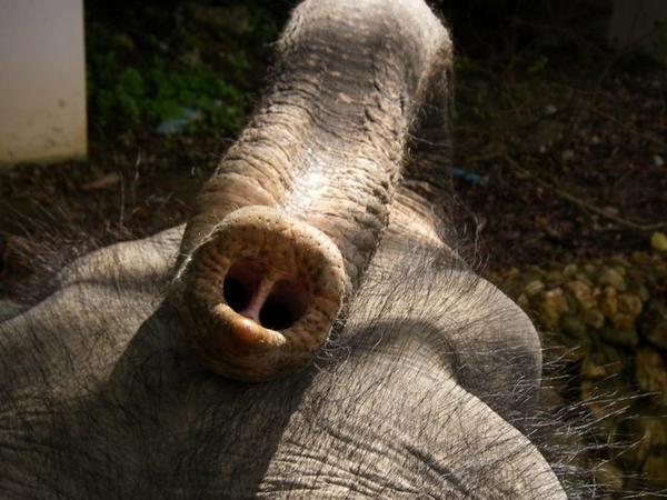 Elephant "Trek"