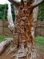Carved tree