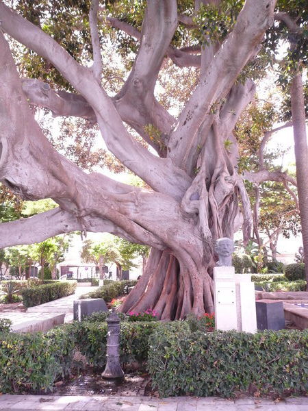 Fiscu elastica (aka rubber tree)