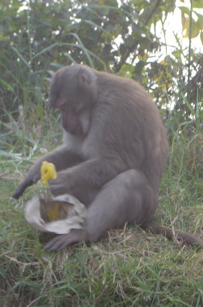 Monkey with jelabi
