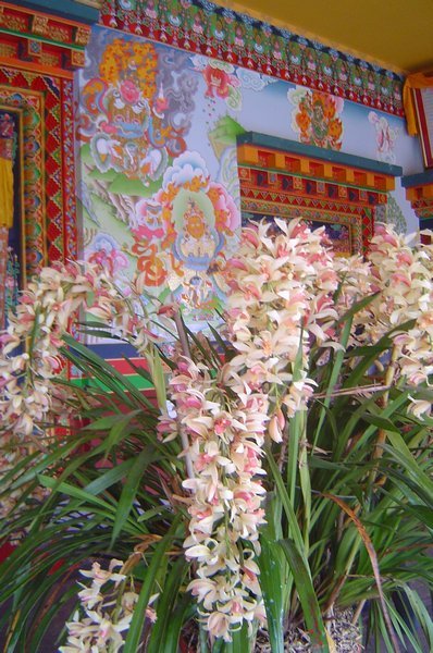 Orchids in Mirik