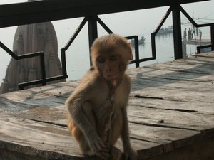 Pet orphaned monkey