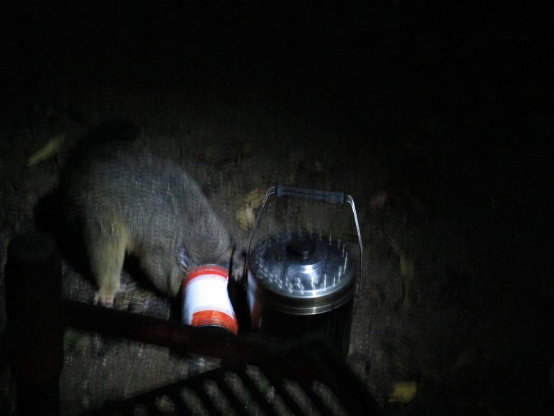 Curious possum