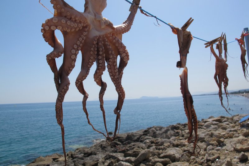 Octopi drying in the sun