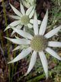 Actinotus helanthi - flannel flower